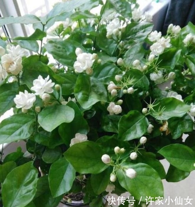 花香|最香的“4种花”，好养又漂亮，花香醉人，一养就上瘾