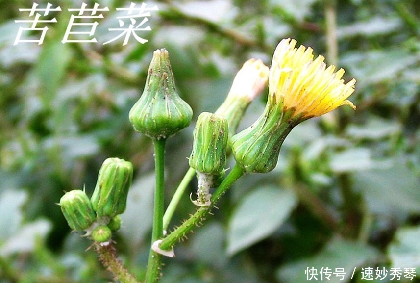 野生苦菜知多少，看图识苦菜