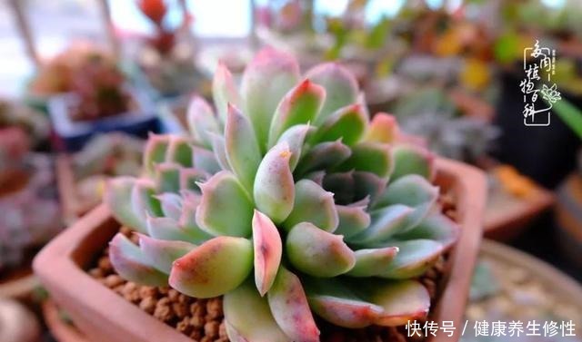冬季，属于多肉的季节！养多肉的你喜欢冬天吗！