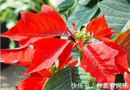 阳台养花，不妨养这款植物，花期长又好养，沾土就活