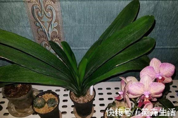 养花|养花不给花洗澡，难怪长不好总黄叶，别忽视！