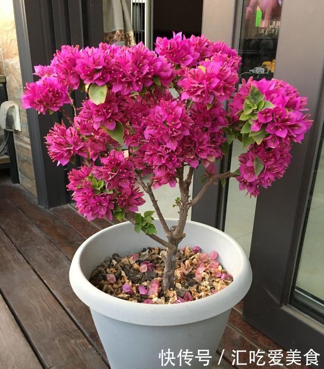 酸碱度|三角梅山茶杜鹃不开花,黄叶多,多用2种水,花勤量大,叶子绿