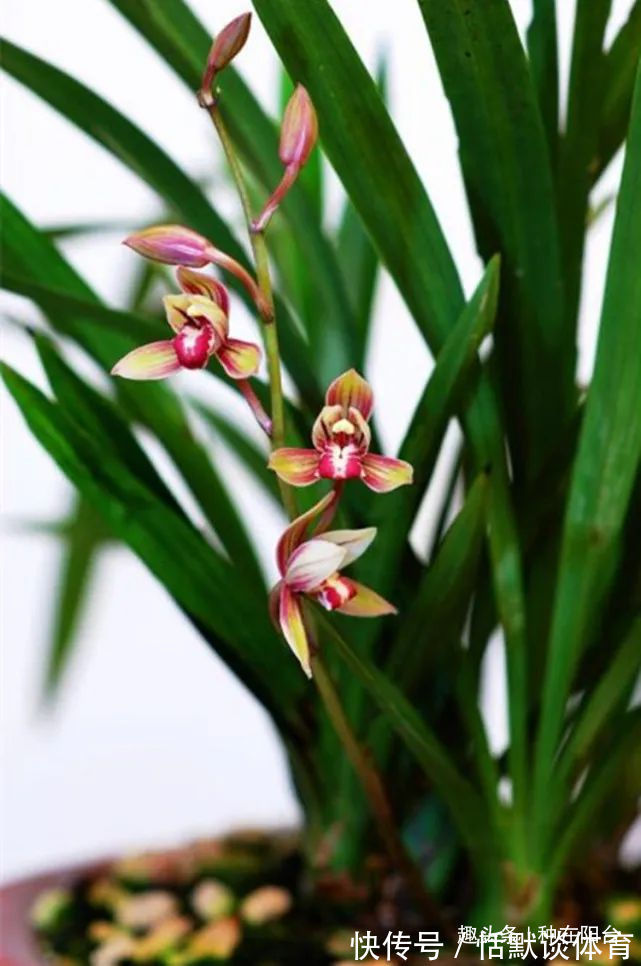 一窝兰花怎么分，既能分成单株，又能株株成活？不难，看秘笈！