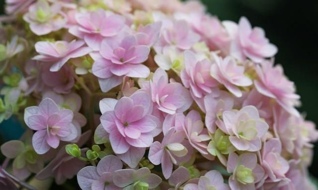 扦插|夏天有2种花,又热又晒也开花,扦插即活,皮实好养