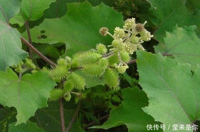 東風(fēng)菜|有的野菜農(nóng)村人都不喜歡吃，但都有很多的功效