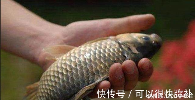 神经素|给你提个醒,秋钓只需牢记这三个调整,不吹不捧,一周至少钓五次!