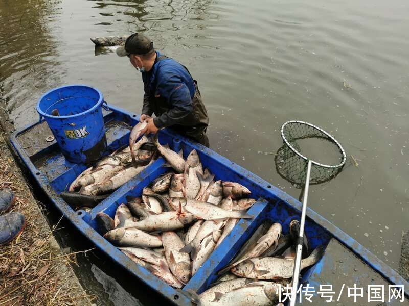 食堂|扬州大学捕捞2000斤大鱼送给学生免费吃