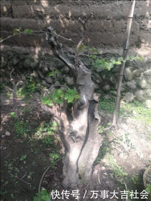 适应性|山上有什么植物适合用来做花卉盆景的吗?