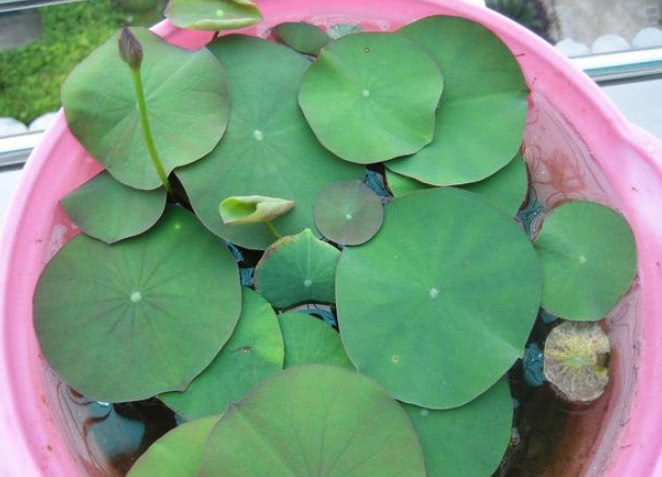 城里人都爱养“它”,遇水就活,比玫瑰还好看,开花爆盆满屋香!