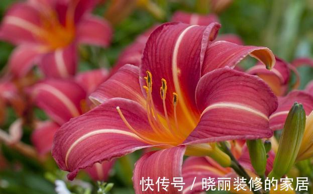 秋末8种花草会“假死”,别整盆扔掉,否则亏大了