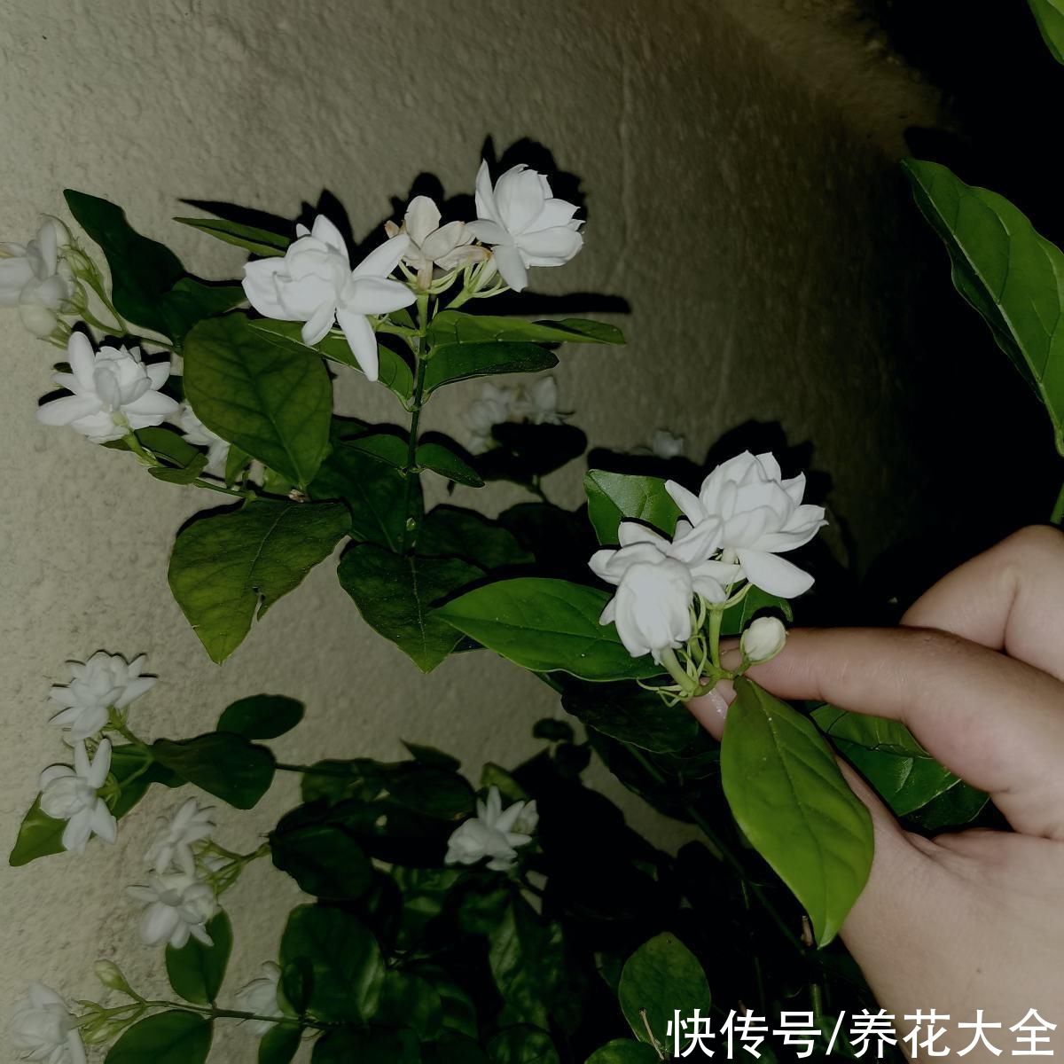 茉莉黄叶落叶|茉莉黄叶落叶怎么办?教你轻松养茉莉,重新繁茂