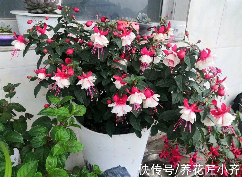 阳台|秋季阳台养花，首选这6种，只要有光照，花多易开爆