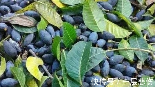 农村|农村一种果子很稀有,城里人出高价吃不到,能清热解毒消肿止痛