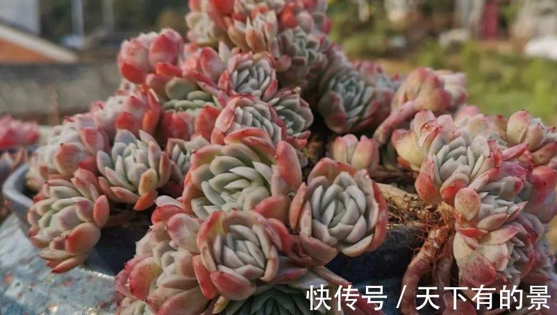 冰梅|多肉植物冰梅很香,但却不好养,这3方面要多下功夫