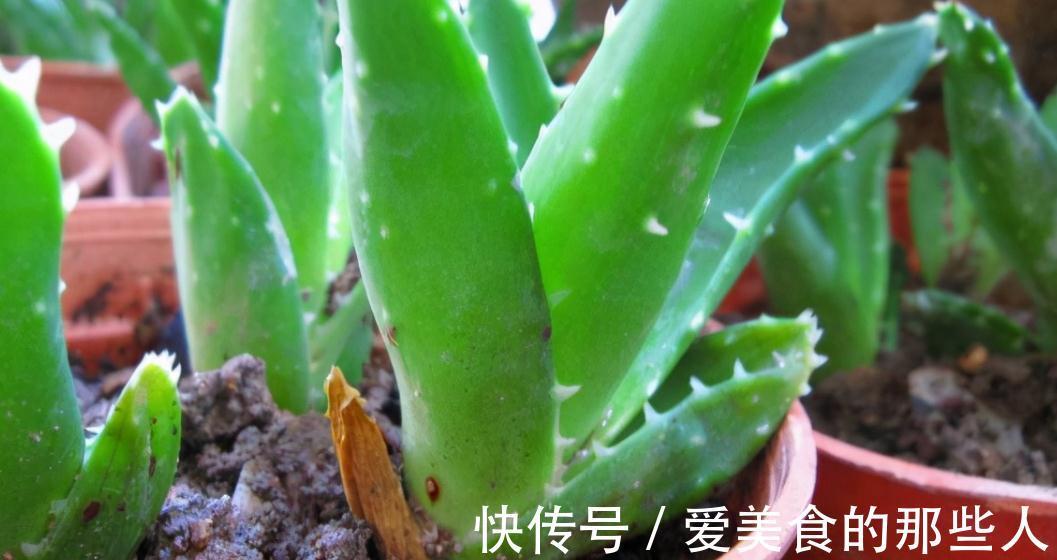 霜降后,浇花要当心,4盆花最容易烂根,把握分寸很关键