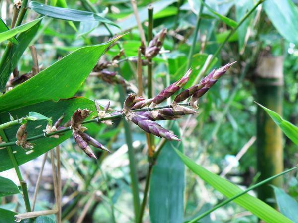 竹子会开花,老人认为是不祥征兆,揭露竹子开花真相,看完有数了