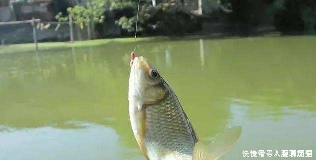 小鱼闹窝就不钓了记牢老钓友这“妙招”,上钩的全是大鱼,莫忽视