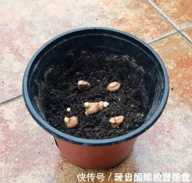 养护|6种“香水花”冬天不怕冷,越冷越香艳,雍容贵气,进屋染香气