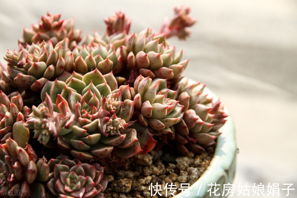盆栽|秋天刚到,蔫了一夏天的多肉开始徒长,三个办法让多肉更美观