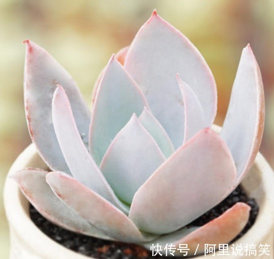 精挑细选32种多肉植物,1分钟掌握养护技巧,非常实用