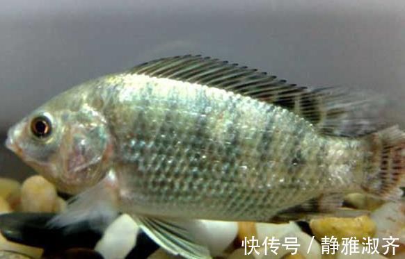 小孩|这5种鱼无杂刺，适合老人小孩吃，营养美味还补钙，人人吃得起