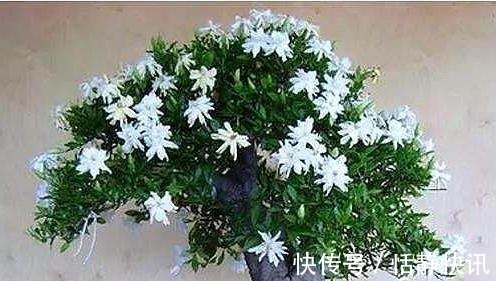 金雀花|这3种“盆景”个子虽小,却香飘十里,除螨抗菌,客厅最好养1盆!