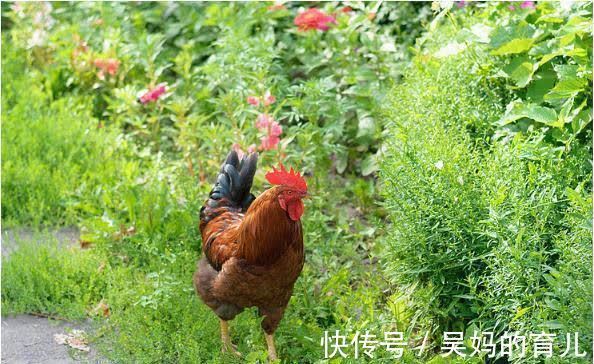 生肖鸡|命中注定“富贵鸡”：越老越有福，尤其是69年的生肖鸡！