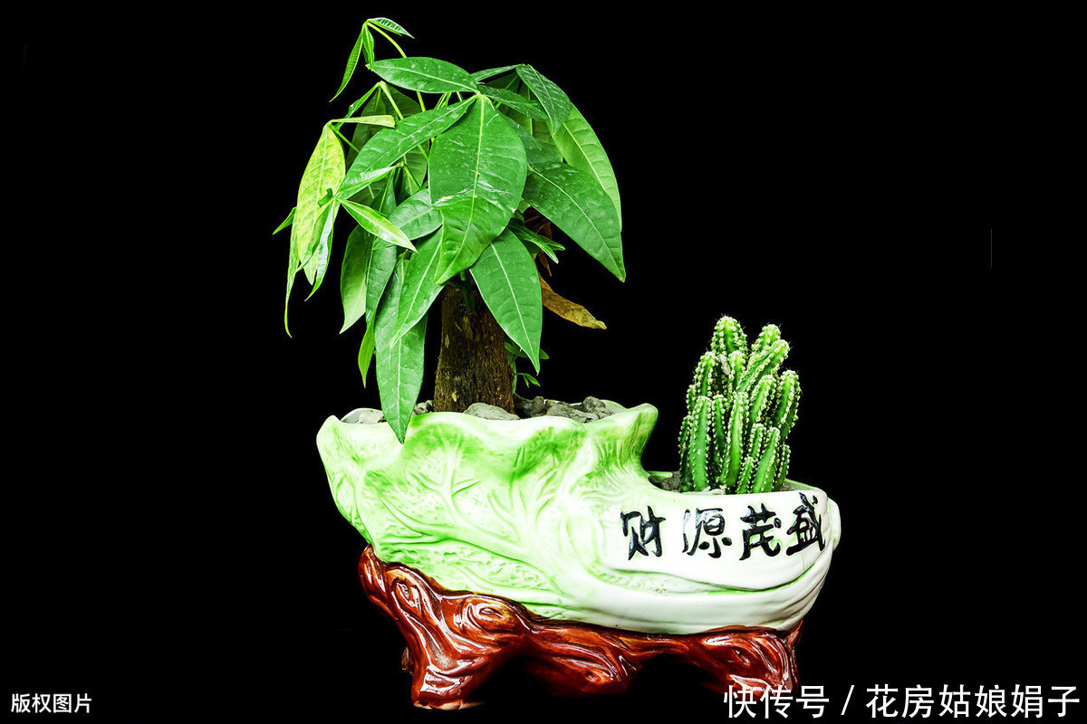 教你发财树的养殖技巧，只需记住4点，不烂根，猛蹿2米高