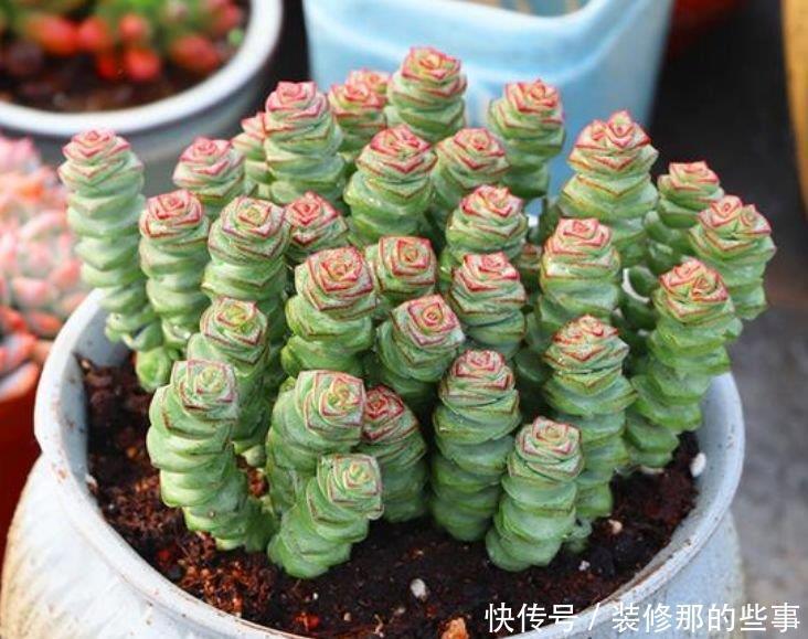 养花就养4种花,家里养一盆,财源广进,好运滚滚来!