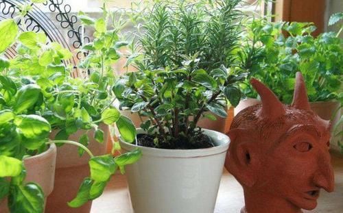 在花盆底部放上这三样东西,养花更养根,叶子比翡翠还要绿