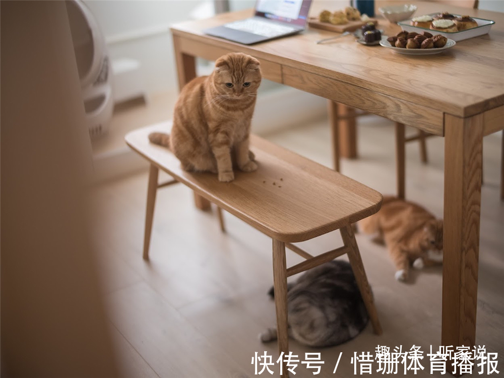 夫妻|90后夫妻的1室1厅婚房:41㎡住下2个人3只猫,入住半年生活太惬意