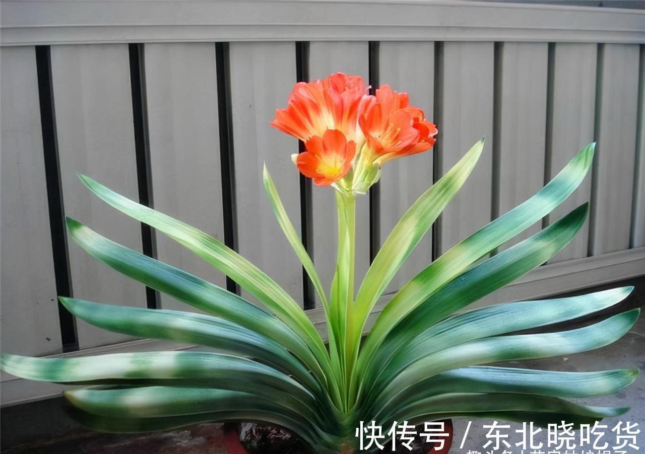 养君子兰时，当叶片出现这9种异状，能快速找出病因，及时解决