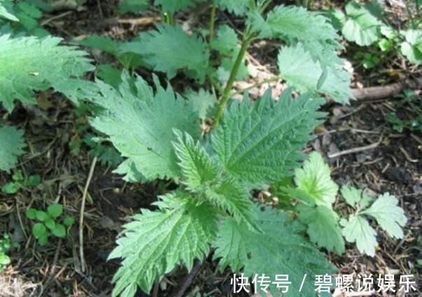 良药|农村常见的“咬人草”,是治疗风湿性关节炎的良药!