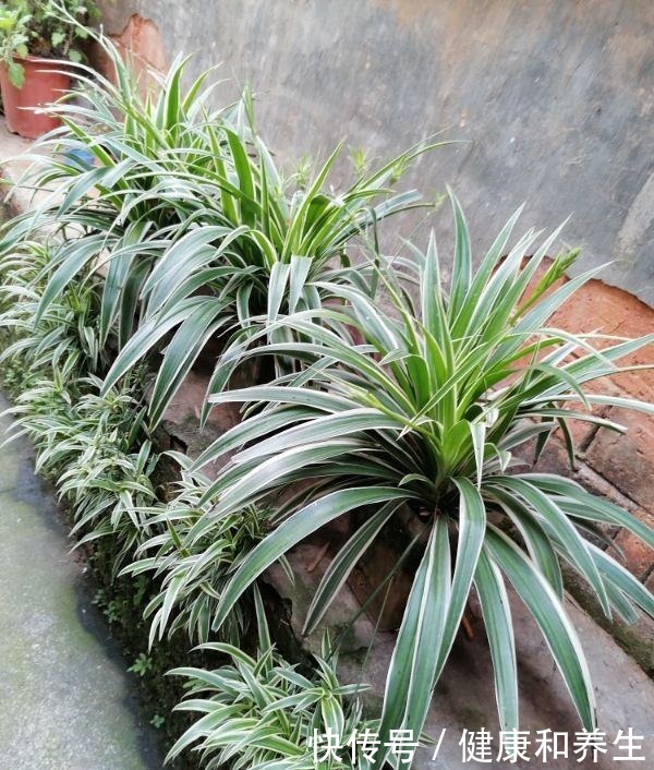 4种花就得种小花盆里,盆越大、越挤,花才能长得好!