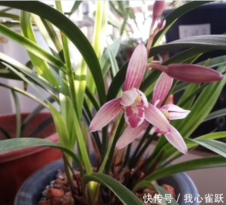 几种花现在养刚刚好,扔水里就能活,长势超猛的