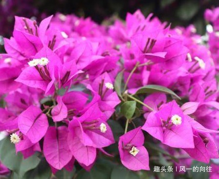 新手不会养花没关系，养养这3种，容易上手易爆盆