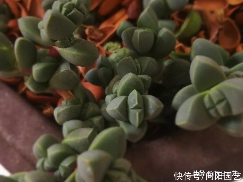 鹿角海棠,修修剪剪养成盆景,小老桩很精致,1000块都不卖