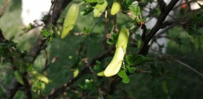 女性不想早衰,4種食物經(jīng)常吃,補(bǔ)水養(yǎng)顏,天然滋補(bǔ),早吃早好