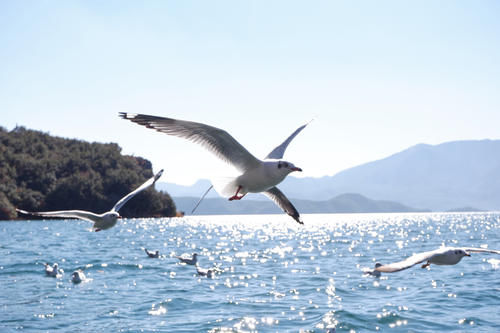 坐猪槽船来到高原断层湖源头，最深处达90米，冬季成群海鸥来过冬