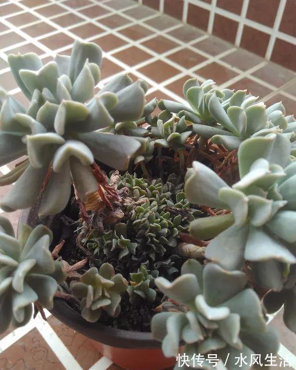 特玉莲|超爱爆小崽的5种多肉,种盆里长的密密麻麻,都装不下了!