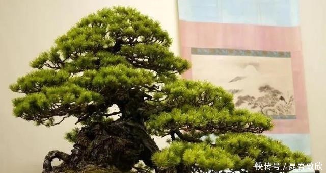 技巧|五针松盆景的6点养护技巧解析,知道了,养护五针松再也不发愁