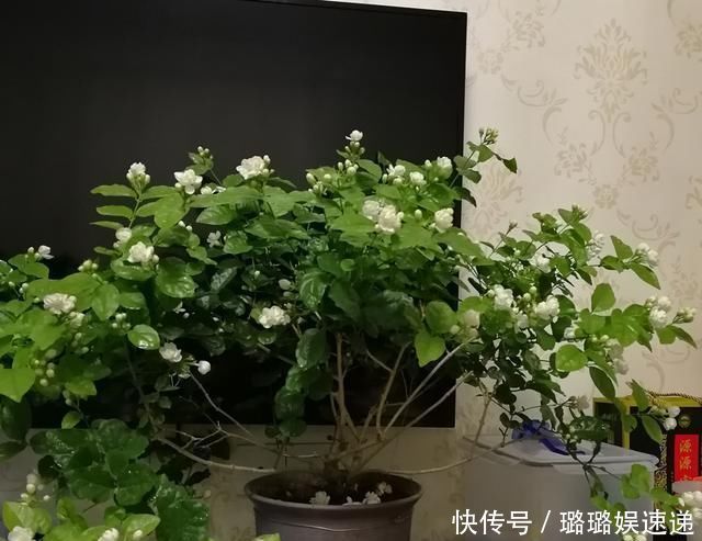 茉莉花开败后，这样剪，再施点“猛肥”，新芽不断冒，开花一茬茬