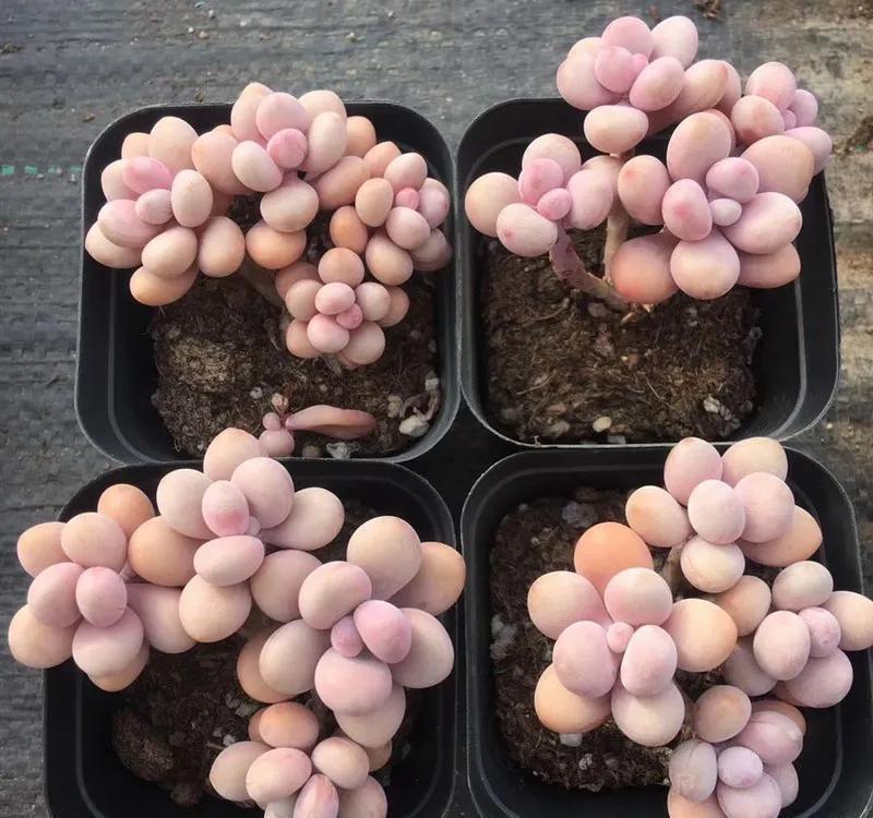 她养的多肉很奇怪，长不大，反而越养越小，你知道怎么回事吗