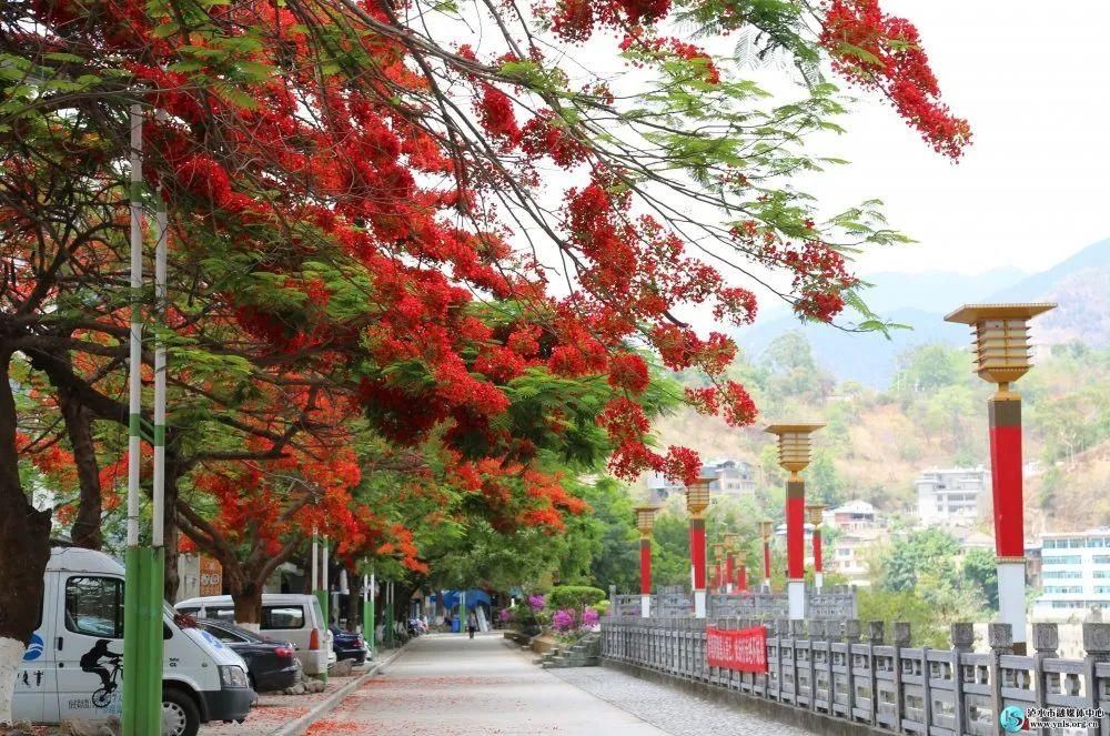 凤凰树|【怒江旅游】凤凰花开，染红小城六库