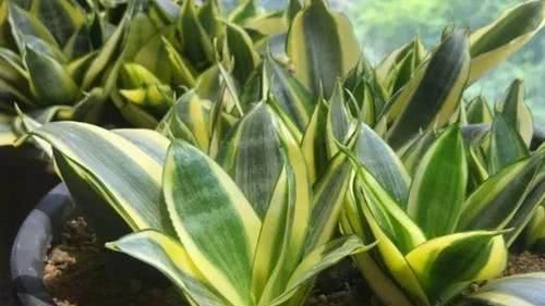 虎皮兰不见长、烂根多用上“4招”小方法,根系壮、叶片绿