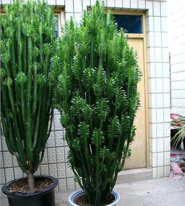 月季花|家里有庭院的,适合养这四种花,开花大又好看