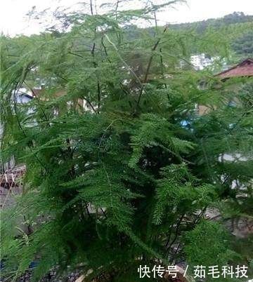 文竹|家里的文竹稀稀拉拉,真难看,用了这1东西,发疯的长,不黄叶