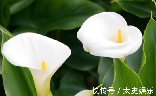 路边见到这几种野花,躲得远远的,碰都碰不得