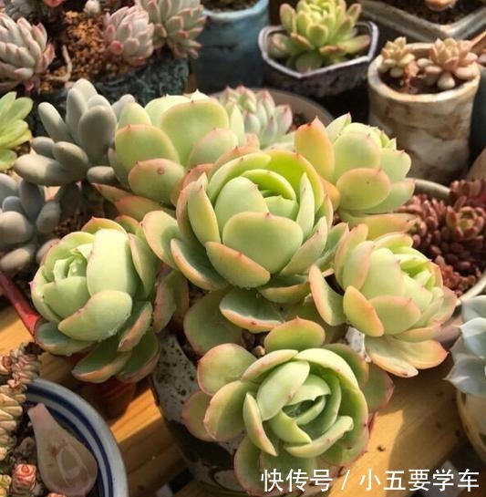 碧桃今年和去年对比,差别可不是一般大,希望一年比一年美!