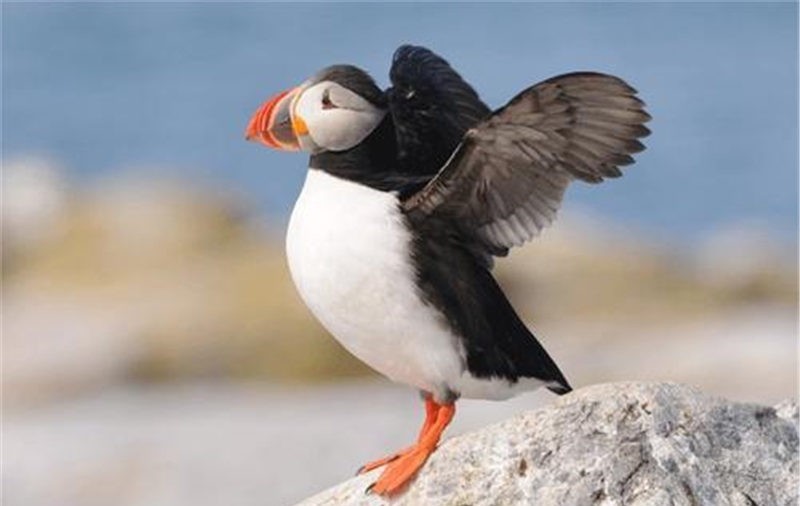 民族|比中国人还能吃的民族,连国宝都不放过,一天一头吃不过瘾